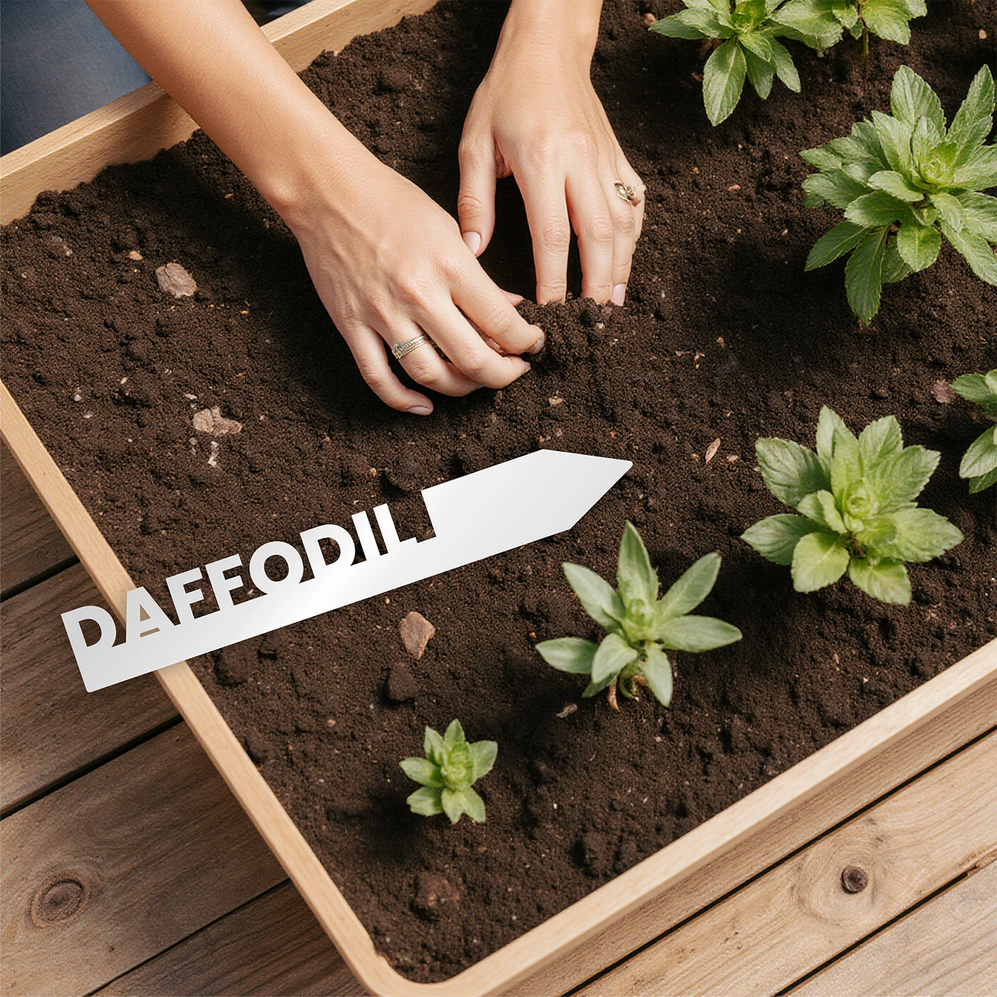 "Daffodil" Garden Acrylic Grow Tag